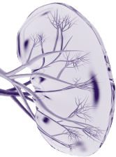 Renal Complementopathy Database